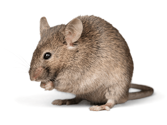 Rats in or Around your Home is a Major Concern