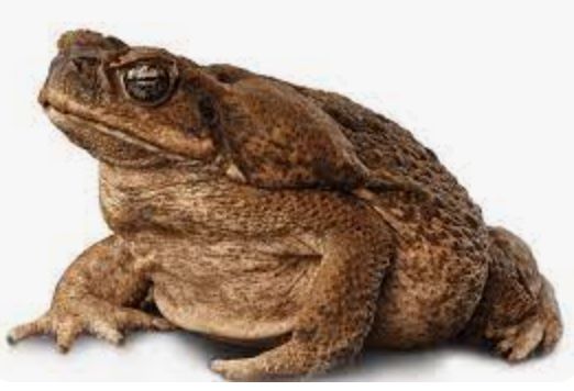 Cane Toads